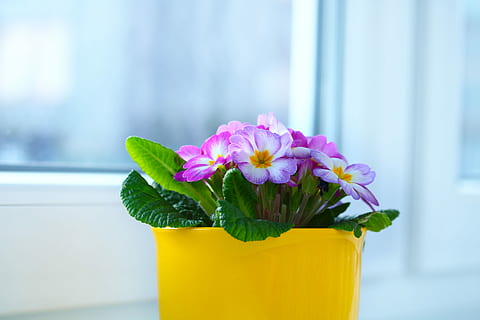 fönster, vild primula, blomkruka, vår, blommande växt, blomma, friskhet, växt, närbild, skönhet i naturen, blad, natur, fokusera på förgrunden, sårbarhet, blomhuvud, växtdel, bräcklighet, inget folk, gul, kronblad, rosa färg, inomhus, vas, blomställning, glas, blomsterarrangemang, 5K, CC0, offentligt domän, royaltyfria