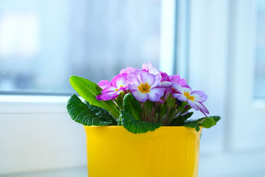 Fenster, Primel, Blumentopf, Frühling, blühende Pflanze, Blume, Frische, Pflanze, Nahansicht, Schönheit in der Natur, Blatt, Natur, Fokus auf den Vordergrund, Verletzlichkeit, Blütenkopf, Pflanzenteil, Zerbrechlichkeit, keine Leute, Gelb, Blütenblatt, pinke Farbe, drinnen, Vase, Blütenstand, Glas, Blumenschmuck, 5K