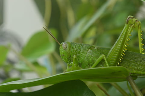 Filipine, selectiv, focalizare fotografie, lăcustă, frunze, verde, insectă, plantă, antene, natură, iarbă, minuscul, mic, Philippine, Culoarea verde, animale tematice, un animal, animal, animale sălbatice, animale în sălbăticie, parte a plantelor, a închide, nici o persoana, nevertebrat, zi, să se concentreze asupra primelor elemente, partea corpului animalului, creştere, în aer liber, antena animală, ochi de animale, 5K, CC0, domeniu public, fără drepturi de autor