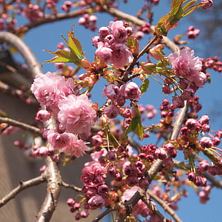 prunus, rosa, florir, primavera, cel blau, arc, penjar, planta, flor, planta amb flors, creixement, color rosa, frescor, arbre, branca, fragilitat, bellesa a la natura, vulnerabilitat, naturalesa, primer pla, cap gent, dia, vista d’angle baix, centrar-se en primer pla, flor de cirerer, a l'aire lliure, cirerer, cap de flor, flor de pruna, 2K, CC0, domini públic, lliure de regalies