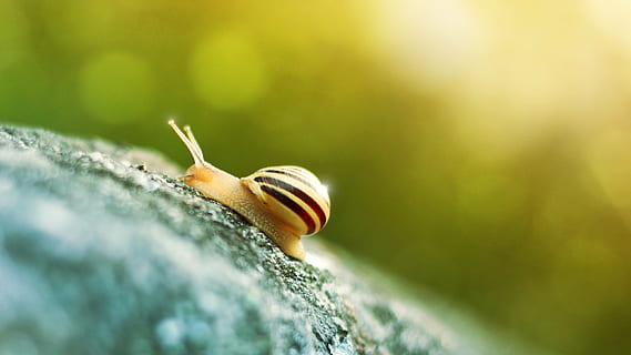 makro fotografie, béžový, hlemýžď, slimák, letní, světlo, shell, bokeh, Příroda, hmyz, zvíře, detail, makro, sliznatý, plazení, měkkýš, bezobratlý, zvířat, jednoho zvířete, selektivní zaměření, plži, zvířata ve volné přírodě, den, nikdo, zvířecí shell, část těla zvířete, krása v přírodě, nuda, venku, malý, 2K, CC0, veřejná doména, bez autorských práv