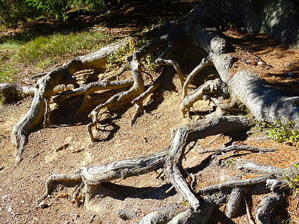 tree roots, root system, nature, tree, day, plant, land, no people, tranquility, forest, water, beauty in nature, rock, sunlight, driftwood, outdoors, high angle view, root, non-urban scene, solid, falling, wood, dead plant, 5K, CC0, public domain, royalty free