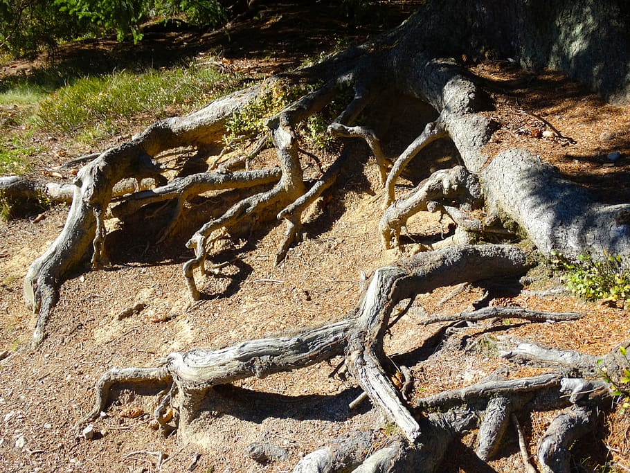 arrels d’arbres, sistema root, naturalesa, arbre, dia, planta, terra, cap gent, tranquil·litat, bosc, aigua, bellesa a la natura, rock, llum solar, fusta flotant, a l'aire lliure, vista d’angle alt, arrel, escena no urbana, sòlid, caient, fusta, planta morta, 5K