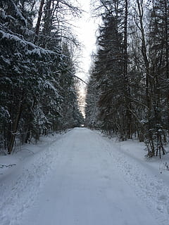 zima, zima, zimowa droga, zimno, drzewo, zimowy, drzewa, Oddział, park, Rosja, mróz, śnieg, zimna temperatura, malejąca perspektywa, droga naprzód, kierunek, roślina, Droga, piękno natury, scenics - natura, żadnych ludzi, spokój, nagie drzewo, spokojna scena, transport, Natura, wylądować, pokrycie, na dworze, treelined, długie, 2K, CC0, domena publiczna, darmowe zdjęcia