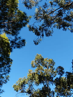 copaci, cer, coroană, eucalipt, copac eucalipt, pin, canare kiefer, pinus canariensis, copac, plantă, vedere unghiulară joasă, frumusețe în natură, creştere, liniște, albastru, cer senin, nici o persoana, natură, zi, în aer liber, lumina soarelui, ramură, Culoarea verde, însorit, scenice - natura, o scenă liniștită, idilic, înalt, copac copac, 4K, CC0, domeniu public, fără drepturi de autor