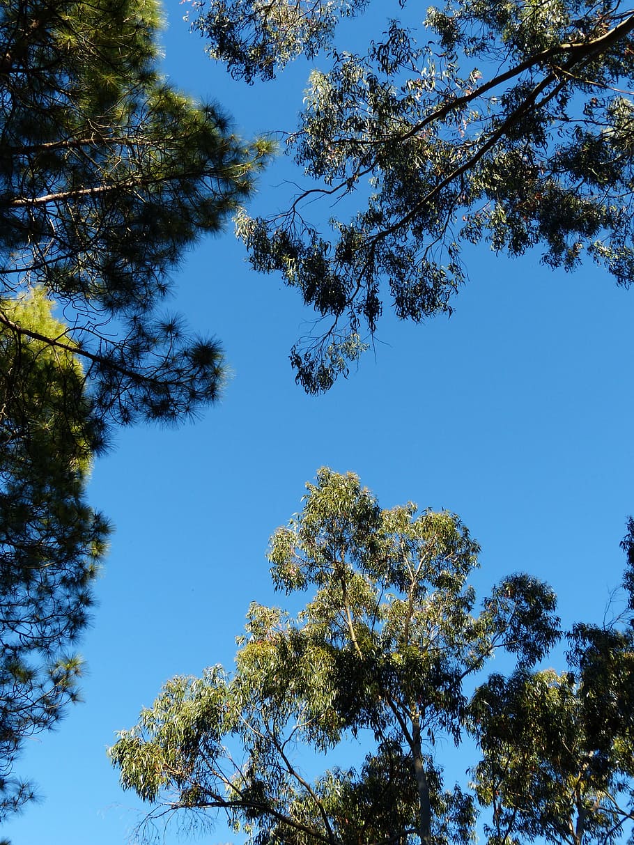 arbres, cel, corona, eucaliptus, pi, Canari kiefer, pinus canariensis, arbre, planta, vista d’angle baix, bellesa a la natura, creixement, tranquil·litat, blau, cel clar, cap gent, naturalesa, dia, a l'aire lliure, llum solar, branca, color verd, assolellat, escenics - natura, escena tranquil·la, idíl·lic, alt, copa de l'arbre, 4K