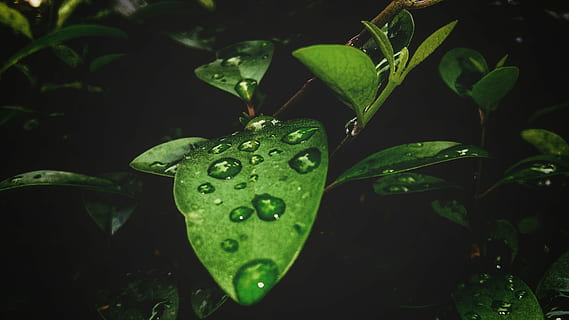 Blatt, Natur, Flora, fallen, Garten, draußen, Frische, Wasser, Sommer-, tropisch, Farbe, Desktop, Wachstum, Umgebung, Regen, Baum, Nahansicht, hell, wunderschönen, Pflanzenteil, grüne Farbe, Pflanze, nass, Schönheit in der Natur, keine Leute, Tag, ein Tier, Ruhe, Tau, Regentropfen, Klee, Reinheit, 2K, CC0, gemeinfrei, lizenzfrei