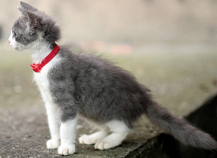 kat, lille, nuttet, pete, et dyr, kæledyr, husdyr, dyre temaer, udendørs, hund, pattedyr, dyr, indenlandske, ingen mennesker, fokus på forgrunden, hvirveldyr, hunde, fuld længde, ungt dyr, dag, leder, feline, sidebillede, indenlandske kat, profilvisning, 2K, CC0, offentligt domæne, royaltyfrie