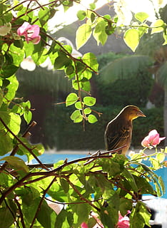 fugl, Busk, blade, plante, dyre temaer, blad, plante del, dyr, hvirveldyr, et dyr, dyr i naturen, vækst, dyreliv, natur, grøn farve, skønhed i naturen, dag, ingen mennesker, blomst, træ, perching, tæt på, udendørs, 2K, CC0, offentligt domæne, royaltyfrie