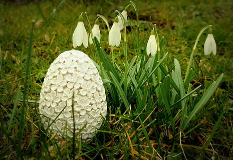 Paskalya, Paskalya yumurtası, Yumurta, paskalya dekorasyon, Mutlu Paskalyalar, bahar, paskalya teması, şekil, çayır, Çiçekler, kardelen, dekoratif, Festival, paskalya tebrik, deco, lomo, doğa, çimen, bitki, yeşil renk, büyüme, doğada güzellik, alan, arazi, çiçek, Beyaz renk, kapatmak, Güvenlik açığı, kırılganlık, çiçekli bitki, tazelik, insansız, gün, mantar, ön plana odaklanmak, açık havada, çiçek kafa, zehirli mantar, 1080P, CC0, kamu malı, telif ücretsiz