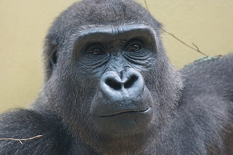 Gorilla, Affe, imposant, Säugetier, Tierwelt, Primas, ein Tier, Tiere in freier Wildbahn, Wirbeltier, Porträt, Nahansicht, keine Leute, Wegschauen, Tiere in Gefangenschaft, Tag, Tierkörperteil, Zoo, tierische Nase, 5K, CC0, gemeinfrei, lizenzfrei
