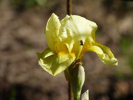 iris, jaune, voler, été, jardin, fleur, plante à fleurs, plante, fragilité, vulnérabilité, beauté dans la nature, fraîcheur, pétale, fermer, croissance, se concentrer sur le premier plan, tête de fleur, inflorescence, la nature, personne, journée, en plein air, printemps, 4K, CC0, domaine public, libre de droits