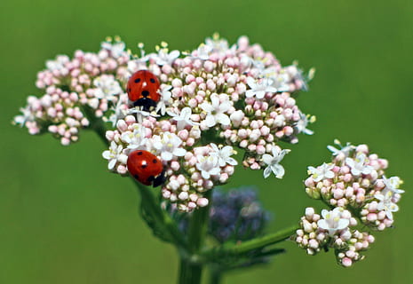 zwei, Marienkäfer, Blumen, blühen, Käfer, Natur, Blume, Insekt, Fauna, Pflanze, Glück, blühende Pflanze, Schönheit in der Natur, Verletzlichkeit, Nahansicht, Zerbrechlichkeit, Frische, keine Leute, Fokus auf den Vordergrund, Blütenkopf, weiße Farbe, Wachstum, farbiger Hintergrund, grüne Farbe, Tag, Blütenstand, selektiver Fokus, Blütenblatt, lila, grüner Hintergrund, Blumenschmuck, 2K, CC0, gemeinfrei, lizenzfrei