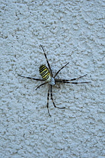Spinne, Wespenspinne, Tierthemen, ein Tier, Tier, Insekt, Tiere in freier Wildbahn, wirbellos, Tierwelt, Tag, keine Leute, Nahansicht, Wandbau - Funktion, Tierkörperteil, texturiert, draußen, Natur, Tierantenne, Zoologie, Tierflügel, Gliederfüßer, Wand, 720P, CC0, gemeinfrei, lizenzfrei
