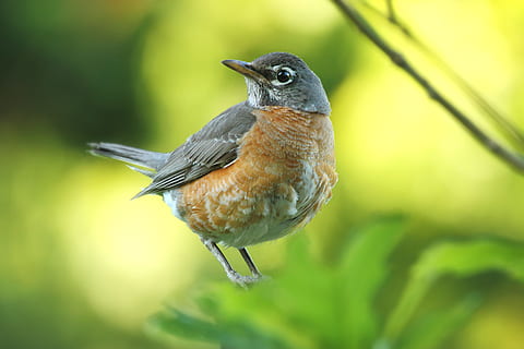gri, maro, american robin, cocoțat, verde, frunze, selectiv, focalizare fotografie, bej, pasăre, plantă, timpul zilei, planta verde, natură, animal, animale sălbatice, cioc, în aer liber, imagine color, supravegherea păsărilor, un animal, animale în sălbăticie, stinghie, pană, Culoarea verde, animale tematice, nici o persoana, animale vertebrate, a închide, să se concentreze asupra primelor elemente, lungime totală, zi, frumusețe în natură, in cautarea, pădure tropicală, 5K, CC0, domeniu public, fără drepturi de autor