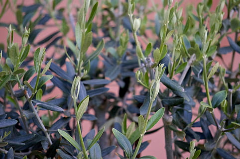 oliven, Albacete, blad, plante del, vækst, plante, natur, grøn farve, ingen mennesker, dag, skønhed i naturen, tæt på, fokus på forgrunden, udendørs, høj vinkel visning, jord, Mark, ro, mad, selektiv fokusering, friskhed, mad og drikke, 4K, CC0, offentligt domæne, royaltyfrie