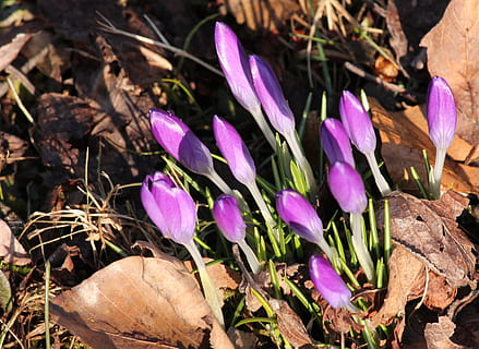 krookus, violetti, kevät, aamunkoite, kasvi, kukka, kauneus luonnossa, ala, maa, kasvu, alttius, iiris, luonto, hauraus, lähikuva, ei ihmisiä, tuoreus, terälehti, korkea kulma, päivä, kasvi-osa, kukka pää, ulkona, 4K, CC0, public domain, rojaltivapaa