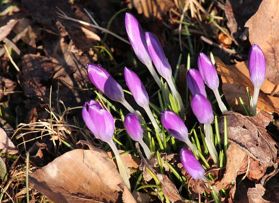 safrà, violeta, primavera, alba, planta, flor, porpra, bellesa a la natura, planta amb flors, camp, terra, creixement, vulnerabilitat, iris, naturalesa, fragilitat, primer pla, cap gent, frescor, pètal, vista d’angle alt, dia, part de la planta, cap de flor, a l'aire lliure, 4K