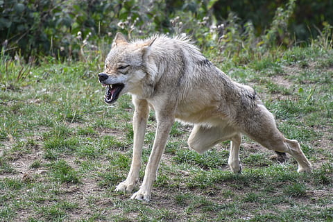 lupo grigio, lupo, sbadiglio, postumi della sbornia, crocs, predatore, mascella, animale, temi animali, un animale, mammifero, erba, animali allo stato selvatico, fauna selvatica, vertebrato, nessuno, pianta, natura, terra, vista laterale, campo, animali domestici, canino, cane, giorno, analizzare, cercare, guardare, all'aperto, bocca aperta, vista profilo, aggressione, 4K, CC0, dominio pubblico, privo di copyright