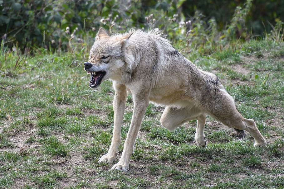 lupo grigio, lupo, sbadiglio, postumi della sbornia, crocs, predatore, mascella, animale, temi animali, un animale, mammifero, erba, animali allo stato selvatico, fauna selvatica, vertebrato, nessuno, pianta, natura, terra, vista laterale, campo, animali domestici, canino, cane, giorno, analizzare, cercare, guardare, all'aperto, bocca aperta, vista profilo, aggressione, 4K
