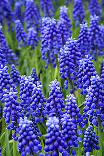 letto, fioritura, fiorire, blu, colorato, fiore, fiori, fresco, giardino, verde, uva, giacinto, bella, viola, crescita, pianta, bellezza nella natura, pianta fiorita, vulnerabilità, fragilità, avvicinamento, freschezza, natura, nessuno, giorno, infiorescenza, petalo, testa di fiore, messa a fuoco selettiva, sfondi, all'aperto, lavanda, primavera, morbidezza, un mazzo di fiori, 4K, CC0, dominio pubblico, privo di copyright