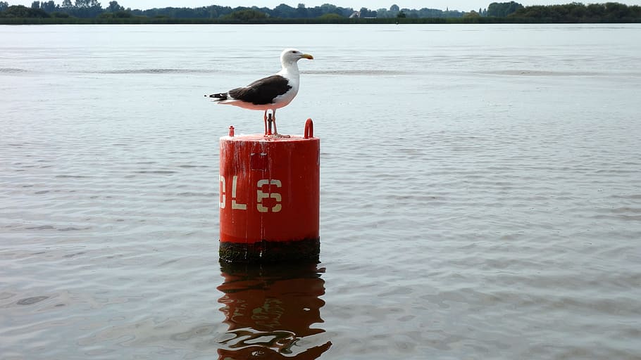 scheepvaartmarkering, gavina, marcatge, marcatge lateral, marca d’aigua, muntatge de boies, boia, aigües, temes d'animals, fauna animal, animal, aigua, animals a la natura, ocell, vertebrats, un animal, mar, vermell, dia, naturalesa, posat, cap gent, davant del mar, a l'aire lliure, flotant a l'aigua, 4K