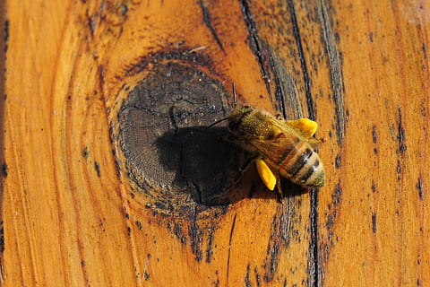 lebah, serbuk sari, serangga, musim panas, makro, alam, penyerbukan, bee pollen, lebah madu, bahan kayu, binatang di alam liar, invertebrata, satwa liar hewan, tema binatang, satu binatang, hewan, tidak ada orang, merapatkan, kuning, bertekstur, hari, coklat, fokus pada latar depan, di luar rumah, tampilan sudut tinggi, kayu, serbuk kayu, 2K, CC0, domain publik, bebas royalti