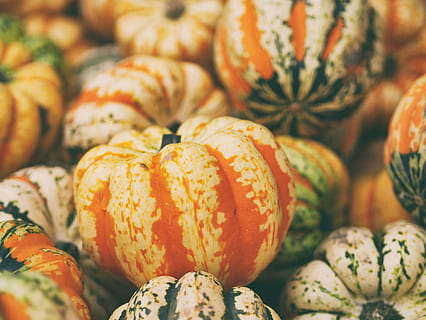 selectiv, focalizare fotografie, dovleci, portocale, verde, închide, fotografii, fotografie, rundă, fructe, dovleac, toamnă, alimente, culoare portocalie, squash - legume, vegetal, Halloween, tărtăcuţă, mulțumire, prospeţime, sezon, natură, agricultură, octombrie, decor, mancare si bautura, mâncat sănătos, bunăstare, a închide, nici o persoana, cadru complet, natură moartă, grup mare de obiecte, fruct, fundaluri, abundenţă, de vânzare, în interior, piaţă, cu amănuntul, copt, 4K, CC0, domeniu public, fără drepturi de autor