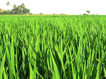 camp d’arròs verd, paddy, camps, arròs, cultius, plantes, comestible, aliments, grans, llavors, flora, alt, fulles, frondós, verds, verd, agrícola, brillant, colorit, naturalesa, natural, creixement, creixent, cultiu, plantacions, vegetació, Agricultura, granges, camp, rural, pobles, Índia, terres de cultiu, asia, paisatge, terra, escena rural, planta, color verd, planta de cereals, granja, medi ambient, tranquil·litat, escenics - natura, bellesa a la natura, cel, dia, escena tranquil·la, cap gent, a l'aire lliure, plantació, tija, 2K, CC0, domini públic, lliure de regalies