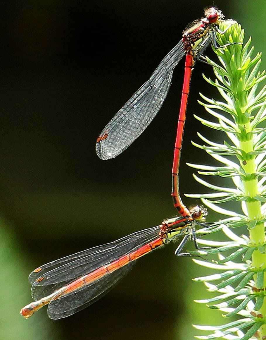 libèl·lules, aparellament, maridatge, aparellament de libèl·lules, vermell, libèl.lules vermelles, reproducció, tancar, parella, insecte, foto d’insectes, animal, món animal, multiplicació, amor, fauna, insecte de vol, fer l'amor, naturalesa, estany, biòtop, planta d’estany, planta de biòtops, fotografia de fauna salvatge, aigua, cap gent, color verd, primer pla, fauna animal, invertebrat, temes d'animals, animals a la natura, planta, un animal, ala dels animals, part de la planta, full, centrar-se en primer pla, creixement, dia, bellesa a la natura, a l'aire lliure, 2K