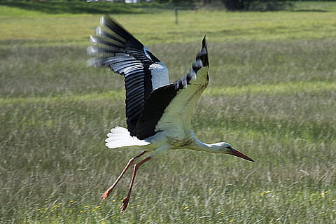 sortida, cigonya, vol, ocell, naturalesa, animal, plomatge, temes d'animals, fauna animal, animals a la natura, vertebrats, ales separades, volant, un animal, moviment, dia, a l'aire, cap gent, centrar-se en primer pla, vista lateral, longitud completa, camp, garza, herba, ala dels animals, batent, 1080P, CC0, domini públic, lliure de regalies