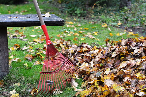 rosso, Marrone, rastrello da giardino, pendente, accanto, di legno, panchina, giallo, autunno, le foglie, giorno, rastrello, rapinare, rastrellando, fogliame, rastrellare le foglie, pulizia, scopa, natura, foglia, parte vegetale, nessuno, pianta, all'aperto, legno - materiale, campo, modificare, parco, erba, terra, parco - spazio creato dall'uomo, concentrarsi sulle conoscenze acquisite, albero, 4K, CC0, dominio pubblico, privo di copyright