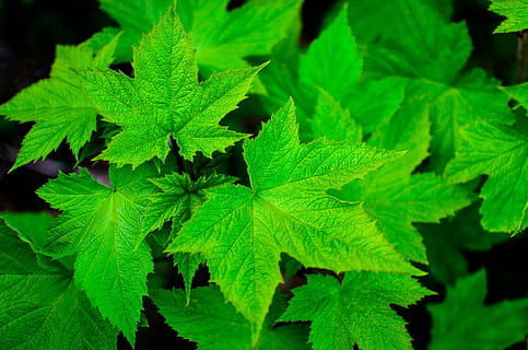 green, maple leaf lot, leaf, summer, nature, green Color, plant, close-up, freshness, plant part, growth, day, no people, beauty in nature, full frame, outdoors, high angle view, backgrounds, leaf vein, leaves, focus on foreground, directly above, food and drink, herb, 4K, CC0, public domain, royalty free