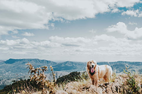 hund, bjergtop, dagtimerne, voksen, gylden, retriever, bjergklint, bjerg, klint, cloudscape, dyr, kæledyr, tunge, græs, gå, labrador, pels, sol, himmel, natur, udendørs, ingen person, naturdyr, dyr stort, stor hund, hund stor, pattedyr, dyre temaer, indenlandske, husdyr, et dyr, hunde, sky - himmel, hvirveldyr, dag, skønhed i naturen, ingen mennesker, portræt, munden åben, 2K, CC0, offentligt domæne, royaltyfrie