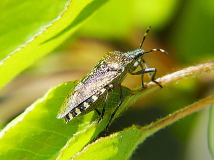 scut bug, gândac, insectă, fotografie macro, pestriţ, grădină, natură, animal, a închide, animale sălbatice, frunze, macro, animale tematice, nevertebrat, parte a plantelor, animale în sălbăticie, un animal, plantă, Culoarea verde, nici o persoana, în aer liber, partea corpului animalului, selectiv, zi, antena animală, crawling, 4K, CC0, domeniu public, fără drepturi de autor