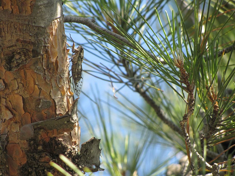cicala, insetto, pino, natura, pianta, albero, crescita, nessuno, avvicinamento, giorno, concentrarsi sulle conoscenze acquisite, tronco d'albero, tronco, la tranquillità, messa a fuoco selettiva, all'aperto, luce del sole, cielo, bellezza nella natura, strutturato, terra, colore verde, legno - materiale, abbaiare, albero di conifere, 4K