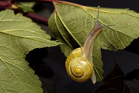 groc, cargol, verd, planta de fulla, gatejar, shell, lentament, mol·lusc, tancar, naturalesa, animal, macro, sonda, mucositat, full, part de la planta, primer pla, fauna animal, animals a la natura, temes d'animals, planta, un animal, cap gent, invertebrat, color verd, gasteròpode, closca d’animals, a l'aire lliure, dia, 5K, CC0, domini públic, lliure de regalies