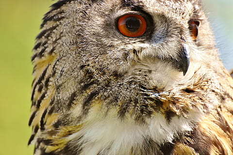selektiv, fokus fotografi, brun, Uggla, fågel, fjäder, Örn uggla, djur, vild fågel, söt, huvud, räkningen, fjäderdräkt, natur, djurliv fotografering, djurvärlden, flyga, djur-, djurteman, djur i det vilda, ett djur, djurliv, ryggradsdjur, rovfågel, närbild, fokusera på förgrunden, djur kroppsdel, inget folk, näbb, porträtt, tittar på kameran, dag, ser, djurhuvud, djuröga, 5K, CC0, offentligt domän, royaltyfria
