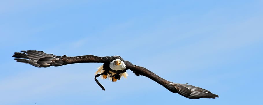volant d’àguila calba, Adler, àguila calba, volar, ocell, raptor, rapinyaire, factura, ocell salvatge, observació de wildpark, temes d'animals, animal, fauna animal, animals a la natura, vertebrats, volant, ales separades, un animal, part del cos dels animals, blau, cel, a l'aire, àguila, naturalesa, àguila - ocell, cel clar, moviment, cap gent, a l'aire lliure, falcó - ocell, 4K