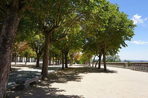 Spanien, træer, sommer, dump, træ, strand, udendørs, scenics, dag, natur, sand, hav, ingen mennesker, Palme træ, plante, vand, arkitektur, himmel, by, jord, skygge, skønhed i naturen, sti, sollys, retning, rejse, vækst, faldende perspektiv, treelined, 5K, CC0, offentligt domæne, royaltyfrie