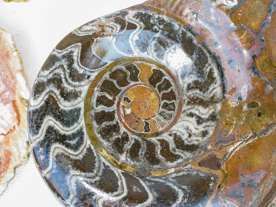 fòssil, petrificat, petrificació, closca de cargol, patró, primer pla, cap gent, art i artesania, a l'interior, creativitat, disseny, vista d’angle alt, motiu floral, arquitectura, multicolor, joieria, forma, història, mosaic, metall, el passat, dia, forma geomètrica, ornamentat, 4K