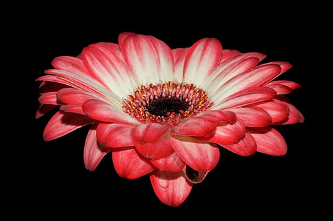 rot, Blütenblatt Blume Blume, Gerbera, Blütenblätter, Makro, Blume, blühen, nass, romantisch, schließen, frisch, Botanik, Natur, Blumen-, bunt, natürlich, schwarzer Hintergrund, Blitz, Akzent, Studioaufnahme, blühende Pflanze, Blütenblatt, Zerbrechlichkeit, Frische, Blütenkopf, Schönheit in der Natur, Blütenstand, Verletzlichkeit, Nahansicht, Pflanze, drinnen, ausgeschnitten, Gerbera Gänseblümchen, pinke Farbe, Wachstum, Gänseblümchen, Pollen, keine Leute, 4K, CC0, gemeinfrei, lizenzfrei