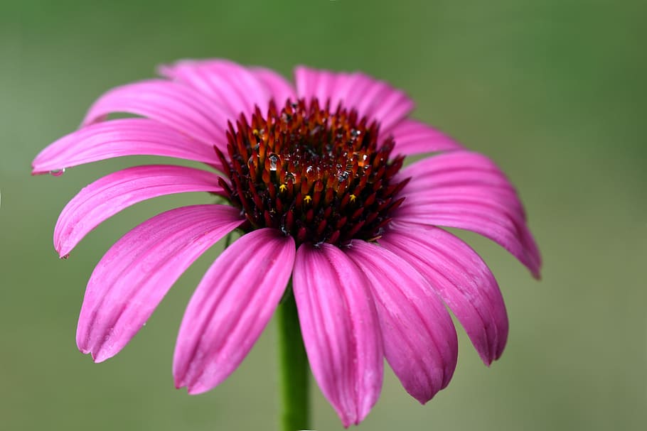 barret per al sol, flor, florir, naturalesa, planta, pètals, fulles, flora, bellesa, porpra, pètal, rosa, pluja, gota de pluja, humit, jardí de flors, estiu, planta amb flors, cap de flor, coneflower, bellesa a la natura, inflorescència, frescor, color rosa, fragilitat, primer pla, vulnerabilitat, pol·len, creixement, cap gent, centrar-se en primer pla, a l'aire lliure, polinització, 5K