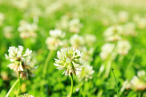 trèvol, herba, macro, naturalesa, estiu, verd, al matí, trébol, flors, color verd, planta, flor, a l'aire lliure, primer pla, dent de lleó, prat, primavera, frescor, cap gent, creixement, planta amb flors, bellesa a la natura, fragilitat, vulnerabilitat, pètal, camp, cap de flor, centrar-se en primer pla, inflorescència, dia, enfocament selectiu, 2K, CC0, domini públic, lliure de regalies