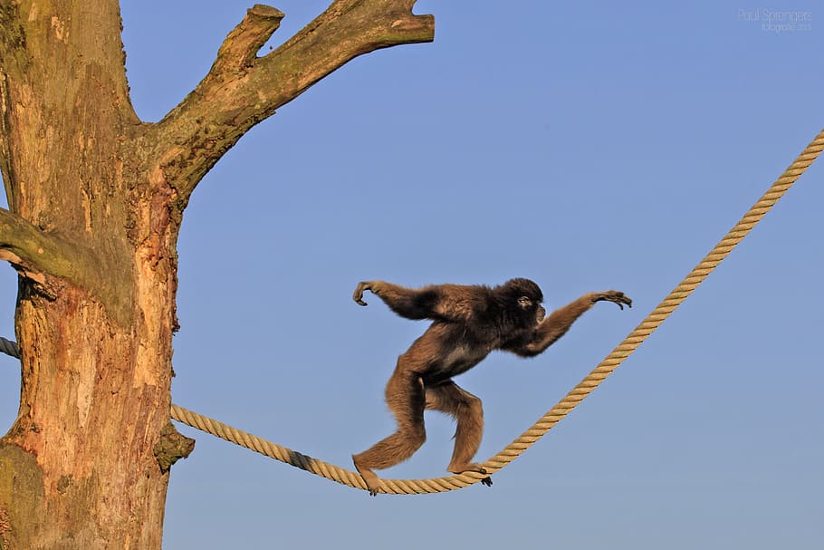 negre, mico, caminar, groc, corda, durant el dia, mico berber, micos, zoo, corda fluixa, cel, primat, temes d'animals, animal, un animal, cel clar, mamífer, vista d’angle baix, fauna animal, naturalesa, cap gent, animals a la natura, dia, vertebrats, arbre, blau, penjant, a l'aire lliure, 2K