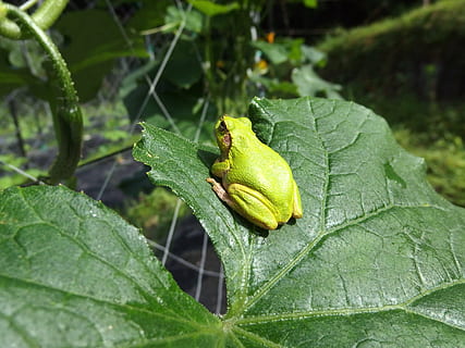 rainette, la grenouille, concombre, mignonne, encore, la nature, feuille, animal, fermer, faune, partie de la plante, couleur verte, la faune des animaux, thèmes animaux, animaux à l'état sauvage, un animal, invertébré, plante, insecte, personne, croissance, journée, se concentrer sur le premier plan, beauté dans la nature, en plein air, vue grand angle, 4K, CC0, domaine public, libre de droits