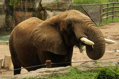 Elefant, Kofferraum, Futter, Tierthemen, Säugetier, Tier, Wirbeltier, Tierwelt, Tiere in freier Wildbahn, Tiere in Gefangenschaft, Zoo, Tierstamm, Tierkörperteil, ein Tier, Natur, Tag, keine Leute, Safari, Wasser, Stehen, Trinken, draußen, pflanzenfressend, Tierkopf, 5K, CC0, gemeinfrei, lizenzfrei