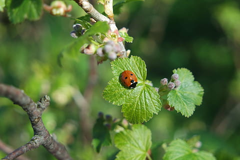 primăvară, stafidă, Ladybird, nevertebrat, animale tematice, plantă, animal, animale sălbatice, insectă, animale în sălbăticie, un animal, floare, planta cu flori, a închide, să se concentreze asupra primelor elemente, Culoarea verde, frumusețe în natură, creştere, zi, natură, gândac, frunze, parte a plantelor, nici o persoana, în aer liber, cap de floare, polenizare, 5K, CC0, domeniu public, fără drepturi de autor