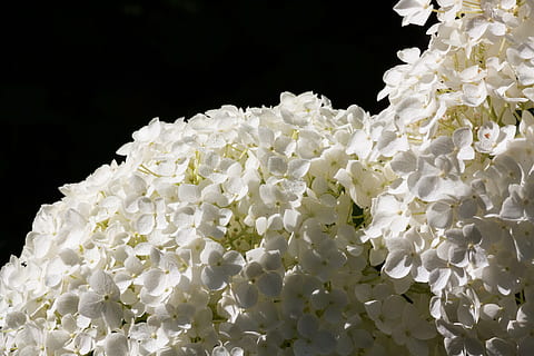 hortensja, rodzaj, hortensja szklarniowa, hydrangeaceae, krzew ozdobny, różowy, fioletowy, kwiaty, kwiat, kwitnąć, wyglądający kwiat, biały, biały kolor, czarne tło, studio strzał, zbliżenie, wewnątrz, roślina, żadnych ludzi, roślina kwitnąca, Natura, piękno natury, płatek, kruchość, wrażliwość, świeżość, kwiatostan, głowa kwiatu, wzrost, woda, 4K, CC0, domena publiczna, darmowe zdjęcia