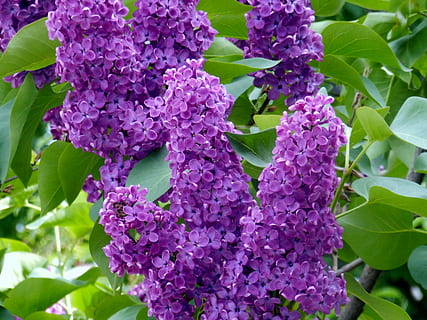without, spring, violet, flowers, nature, flowering plant, flower, vulnerability, freshness, fragility, plant part, leaf, beauty in nature, growth, plant, purple, close-up, petal, lilac, day, green color, no people, outdoors, flower head, bunch of flowers, 4K, CC0, public domain, royalty free